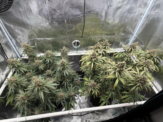 Glitter Gas/Peyote Zkittlez. Week 20