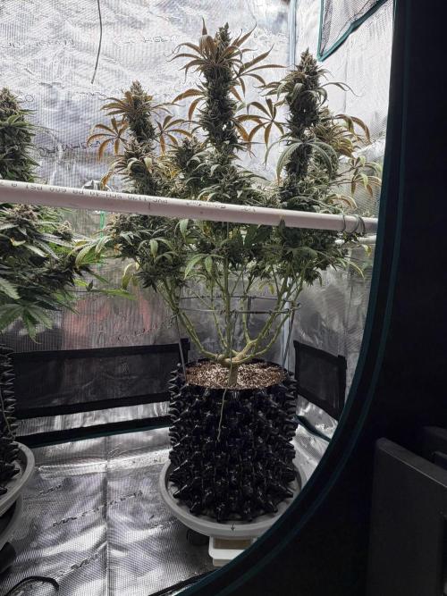 Glitter Gas/Peyote Zkittlez. Week 20