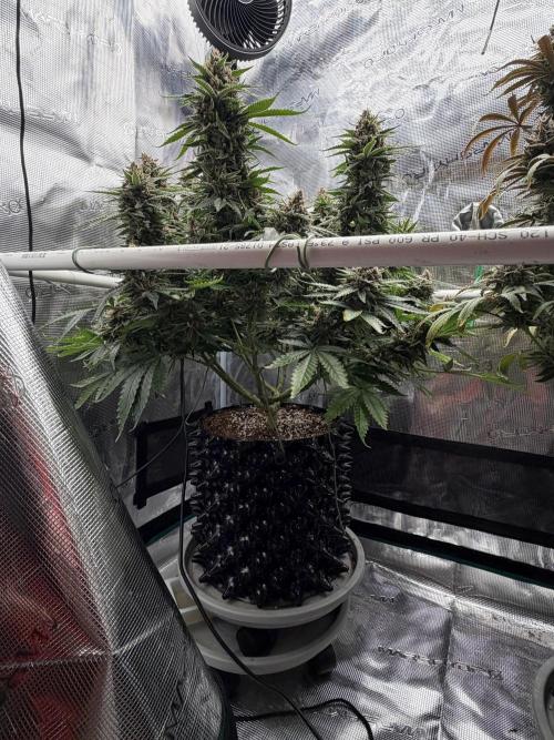Glitter Gas/Peyote Zkittlez. Week 20