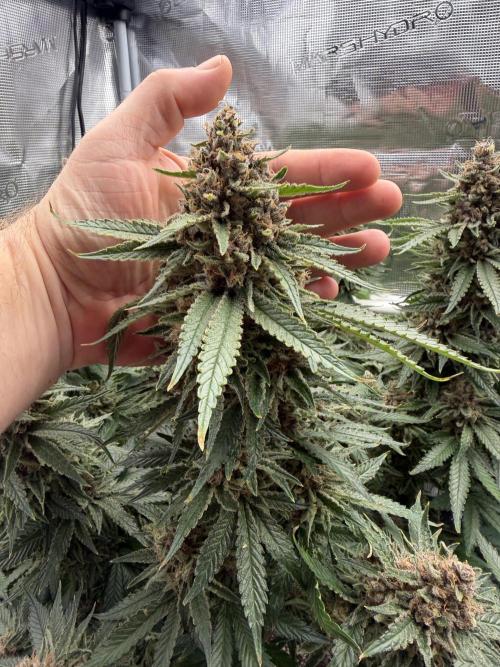 Glitter Gas/Peyote Zkittlez. Week 20