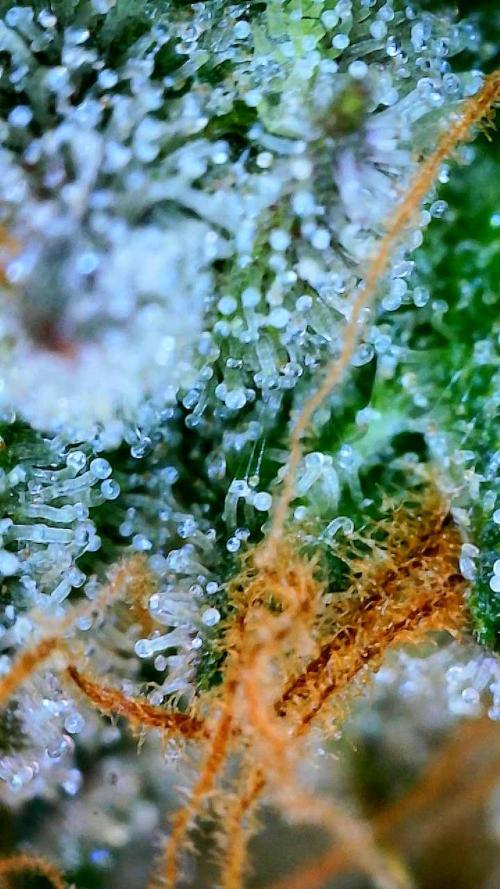 Glitter Gas/Peyote Zkittlez. Week 20