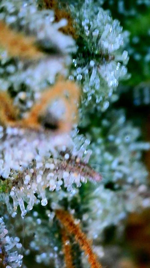 Glitter Gas/Peyote Zkittlez. Week 20