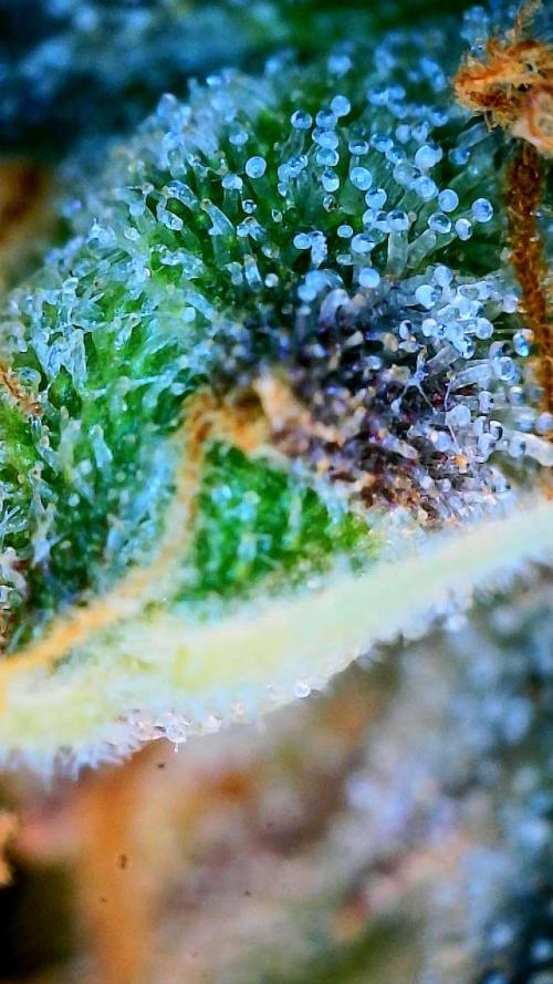 Glitter Gas/Peyote Zkittlez. Week 20