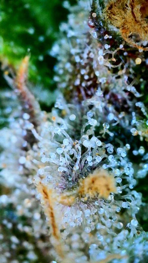Glitter Gas/Peyote Zkittlez. Week 20