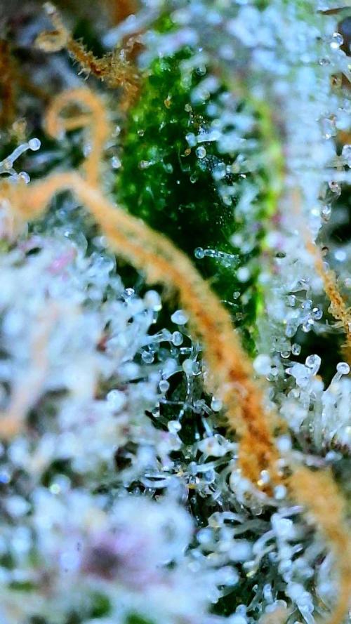 Glitter Gas/Peyote Zkittlez. Week 20
