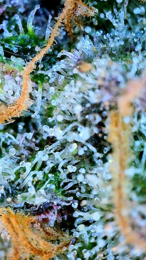 Glitter Gas/Peyote Zkittlez. Week 20