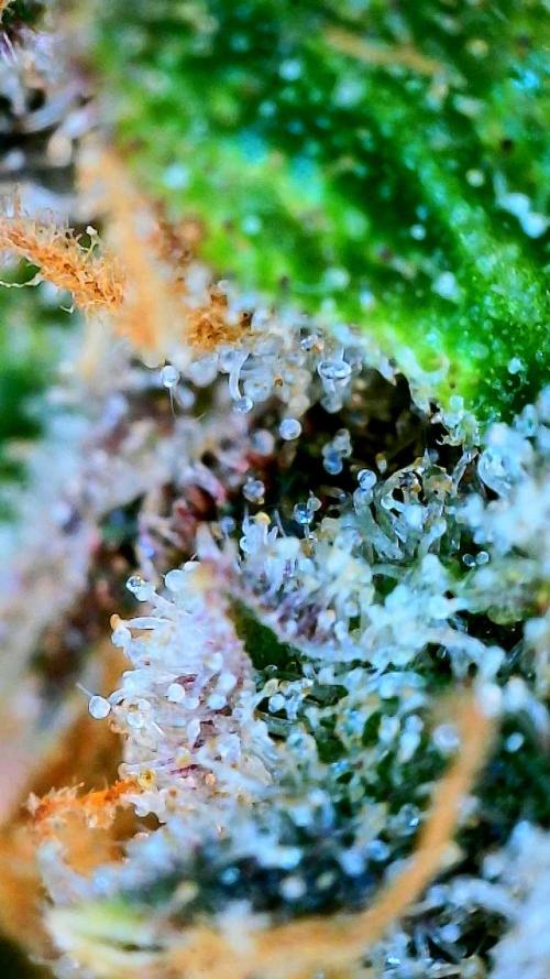 Glitter Gas/Peyote Zkittlez. Week 20