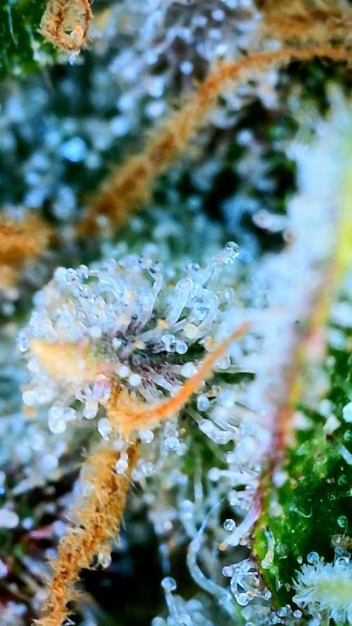 Glitter Gas/Peyote Zkittlez. Week 20
