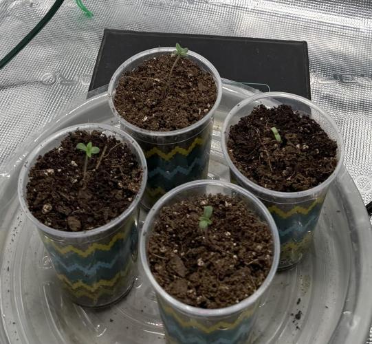 Mystery Grow / Living Soil. Week 0