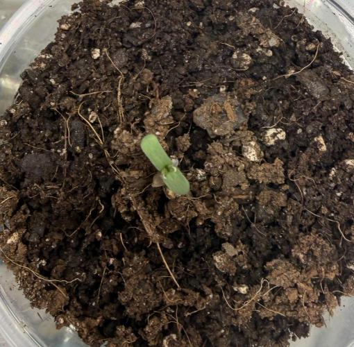 Mystery Grow / Living Soil. Week 0