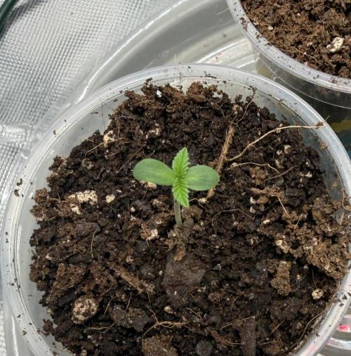 Mystery Grow / Living Soil. Week 0