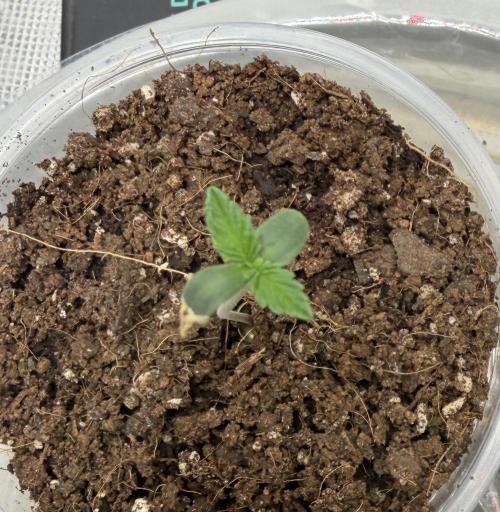Mystery Grow / Living Soil. Week 0