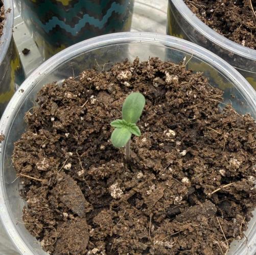 Mystery Grow / Living Soil. Week 0