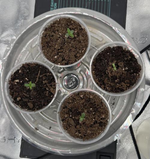 Mystery Grow / Living Soil. Week 0