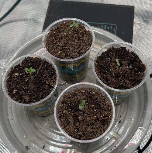 Mystery Grow / Living Soil. Week 0