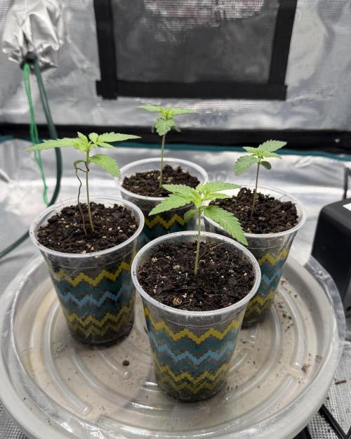 Mystery Grow / Living Soil. Week 1