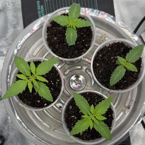 Mystery Grow / Living Soil. Week 1