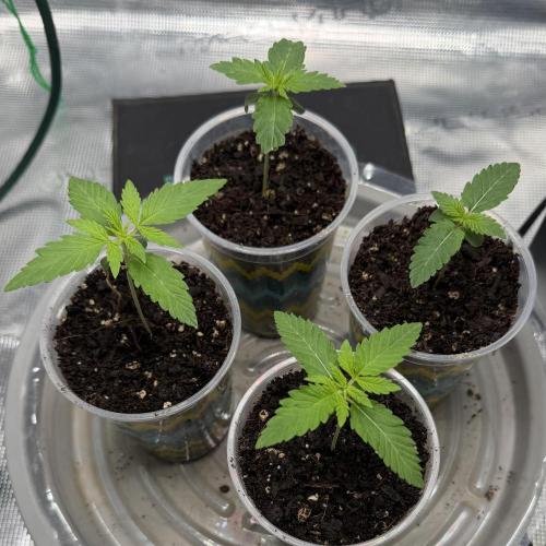 Mystery Grow / Living Soil. Week 1