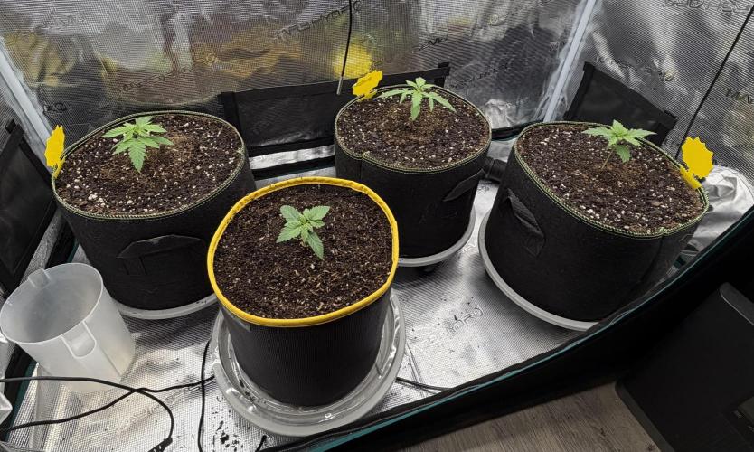Mystery Grow / Living Soil. Week 1