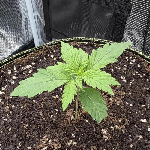 Mystery Grow / Living Soil. Week 1