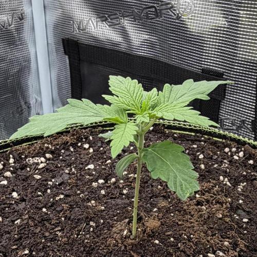 Mystery Grow / Living Soil. Week 1