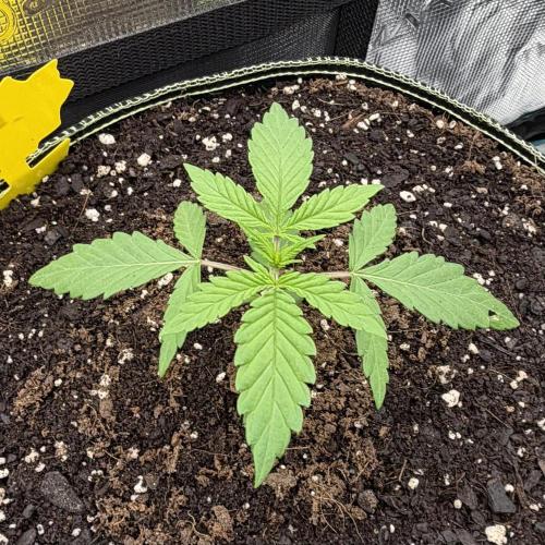 Mystery Grow / Living Soil. Week 1