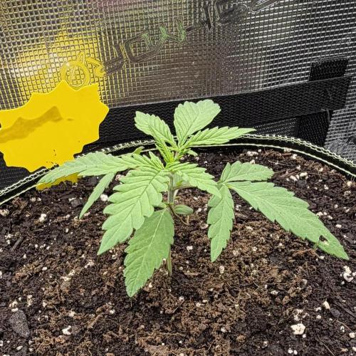 Mystery Grow / Living Soil. Week 1