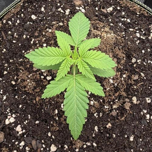 Mystery Grow / Living Soil. Week 1