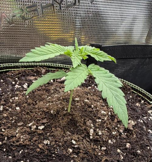 Mystery Grow / Living Soil. Week 1