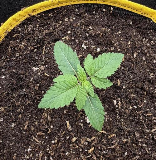 Mystery Grow / Living Soil. Week 1