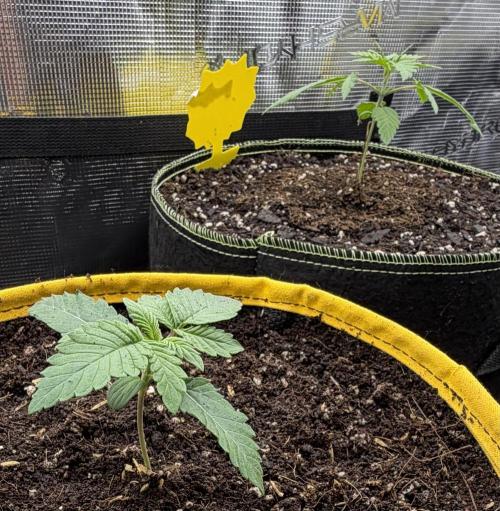 Mystery Grow / Living Soil. Week 1