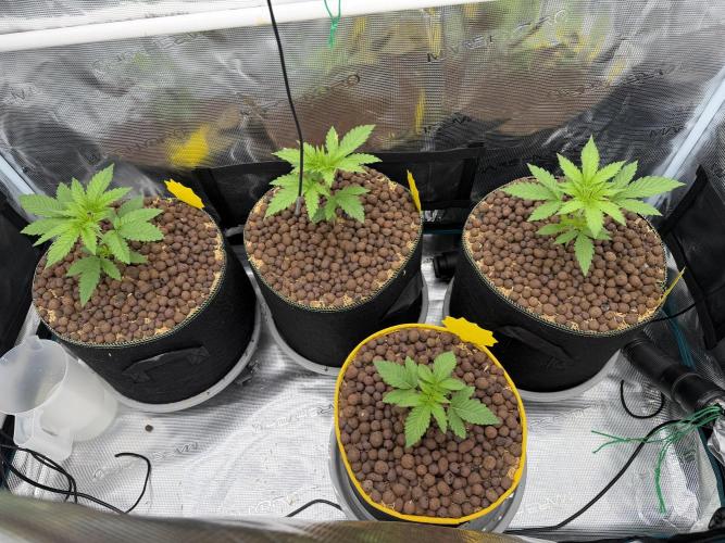 Mystery Grow / Living Soil. Week 2