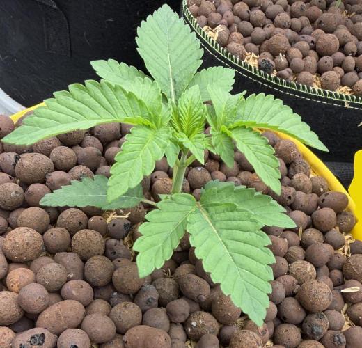Mystery Grow / Living Soil. Week 2