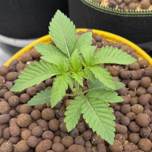 Mystery Grow / Living Soil. Week 2