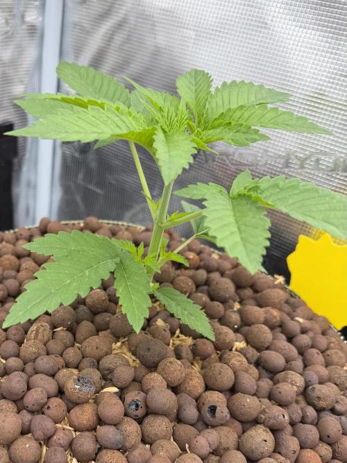 Mystery Grow / Living Soil. Week 2