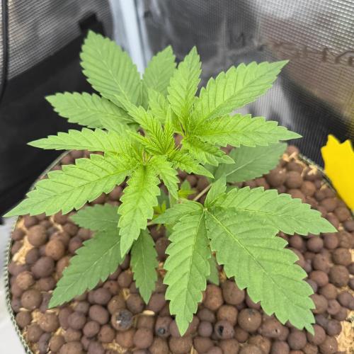 Mystery Grow / Living Soil. Week 2
