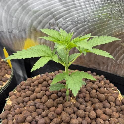 Mystery Grow / Living Soil. Week 2