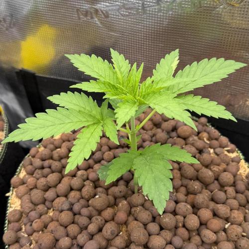 Mystery Grow / Living Soil. Week 2