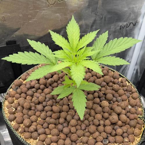 Mystery Grow / Living Soil. Week 2