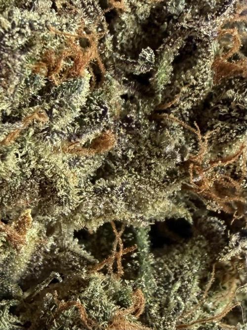 Glitter Gas/Peyote Zkittlez. Week 21
