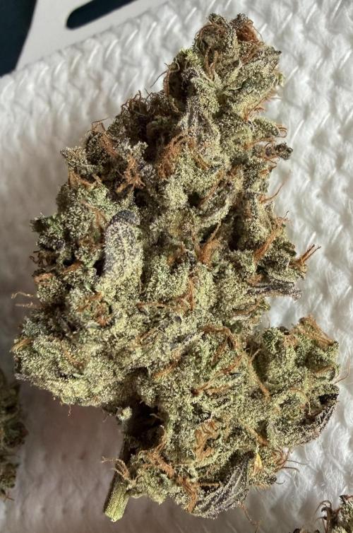 Glitter Gas/Peyote Zkittlez. Week 21