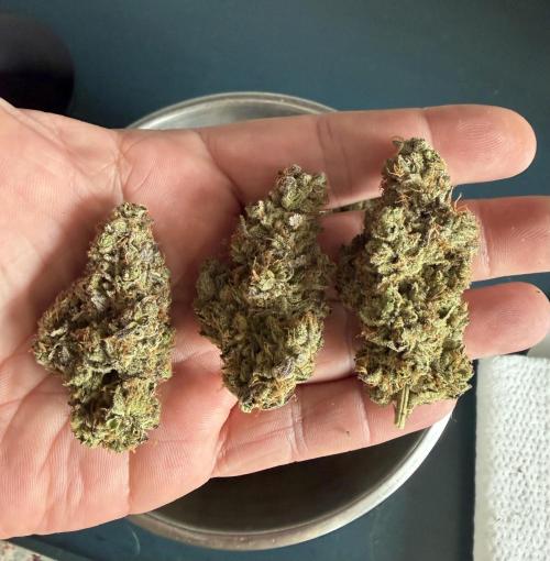 Glitter Gas/Peyote Zkittlez. Week 21