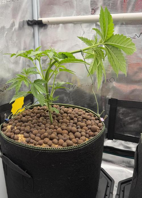 Mystery Grow / Living Soil. Week 3