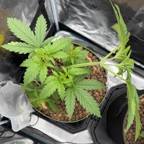 Mystery Grow / Living Soil. Week 3