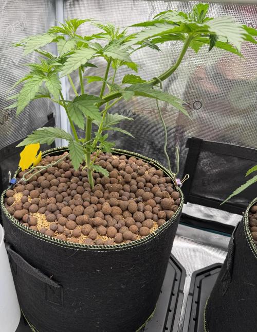 Mystery Grow / Living Soil. Week 3