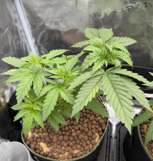 Mystery Grow / Living Soil. Week 3