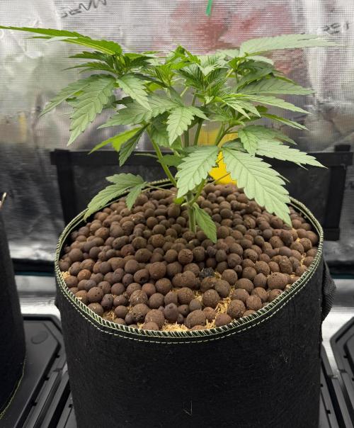Mystery Grow / Living Soil. Week 3