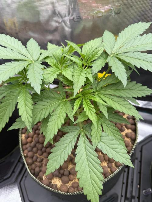 Mystery Grow / Living Soil. Week 3