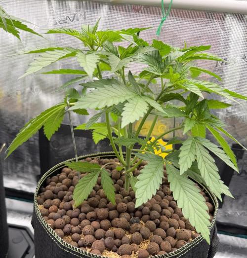 Mystery Grow / Living Soil. Week 3
