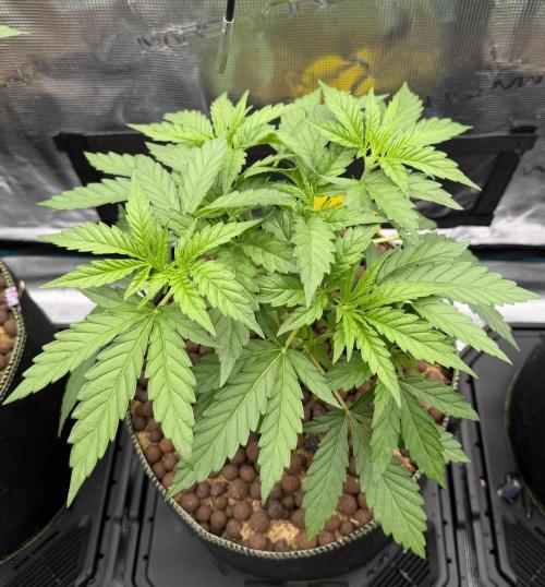 Mystery Grow / Living Soil. Week 3